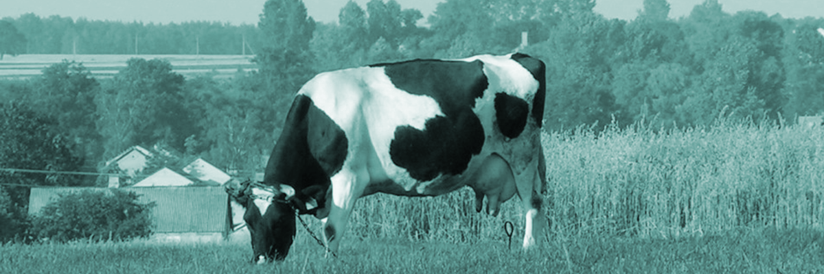 Baner - krowa